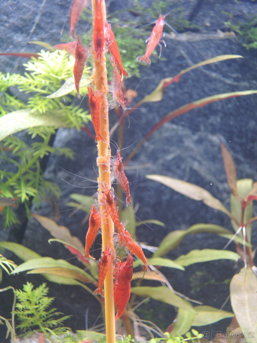 Krevetky Neocaridina davidi červené