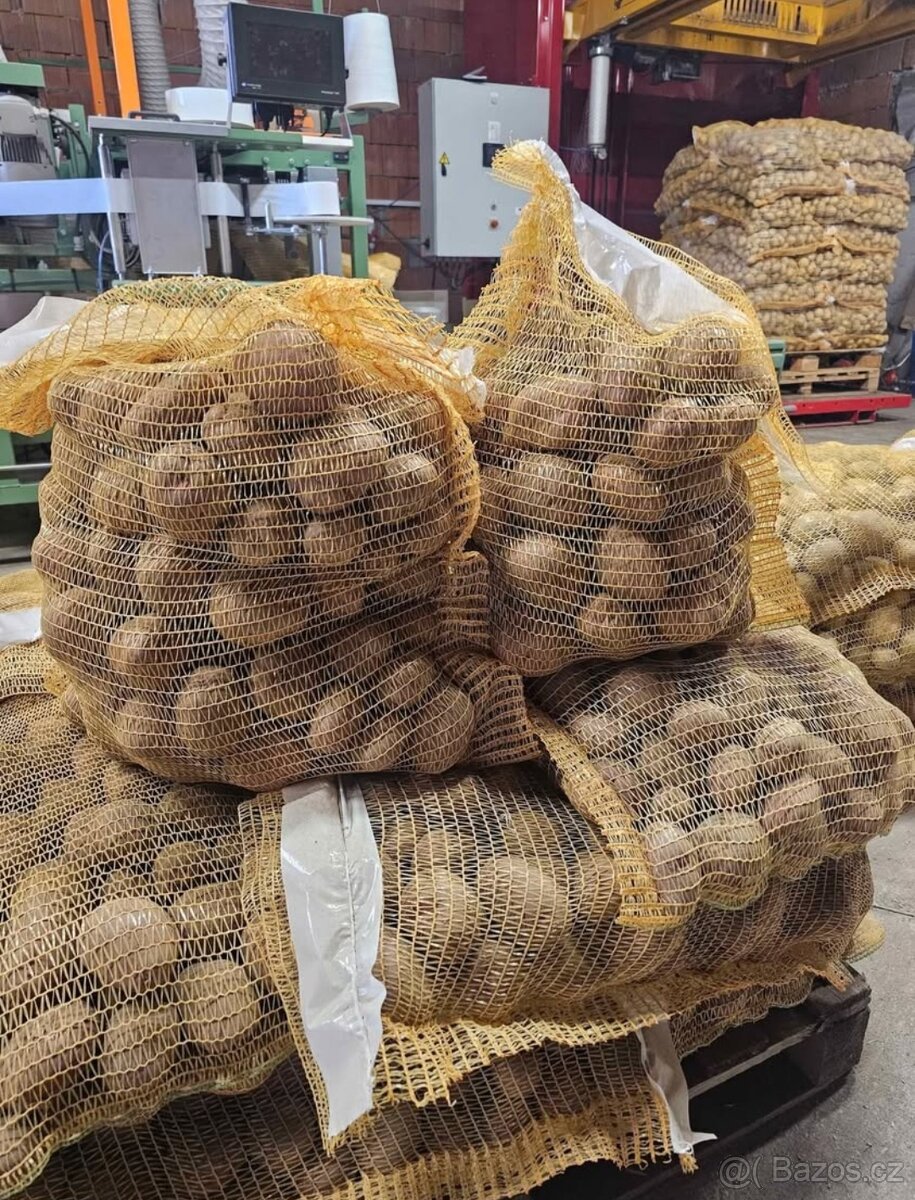 Brambory a cibule na uskladnění