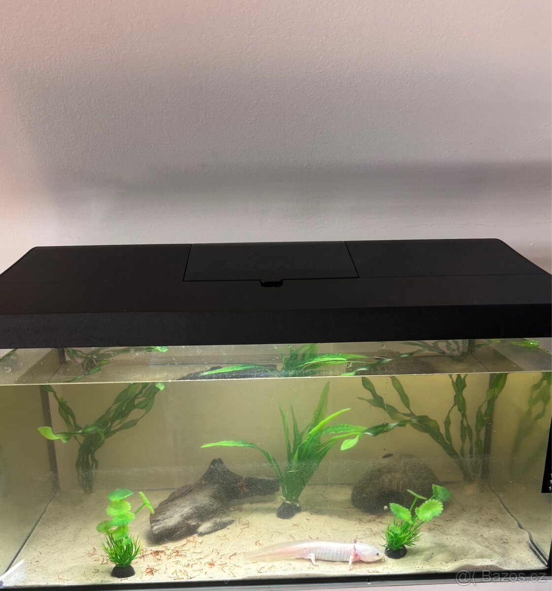 axolotl + akvárium SPĚCHÁ