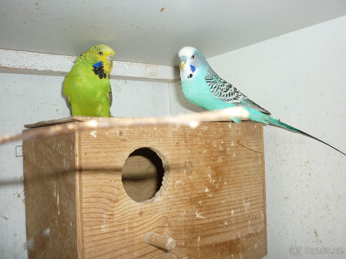 Andulka vlnkovaná párek