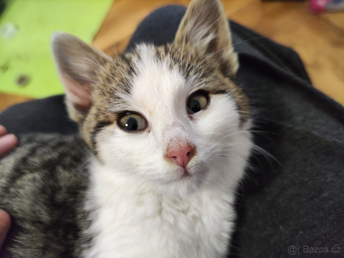 Daruji kotě (chlapeček)