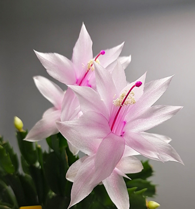 Schlumbergera - Vánoční kaktus: White Eva (řízek)