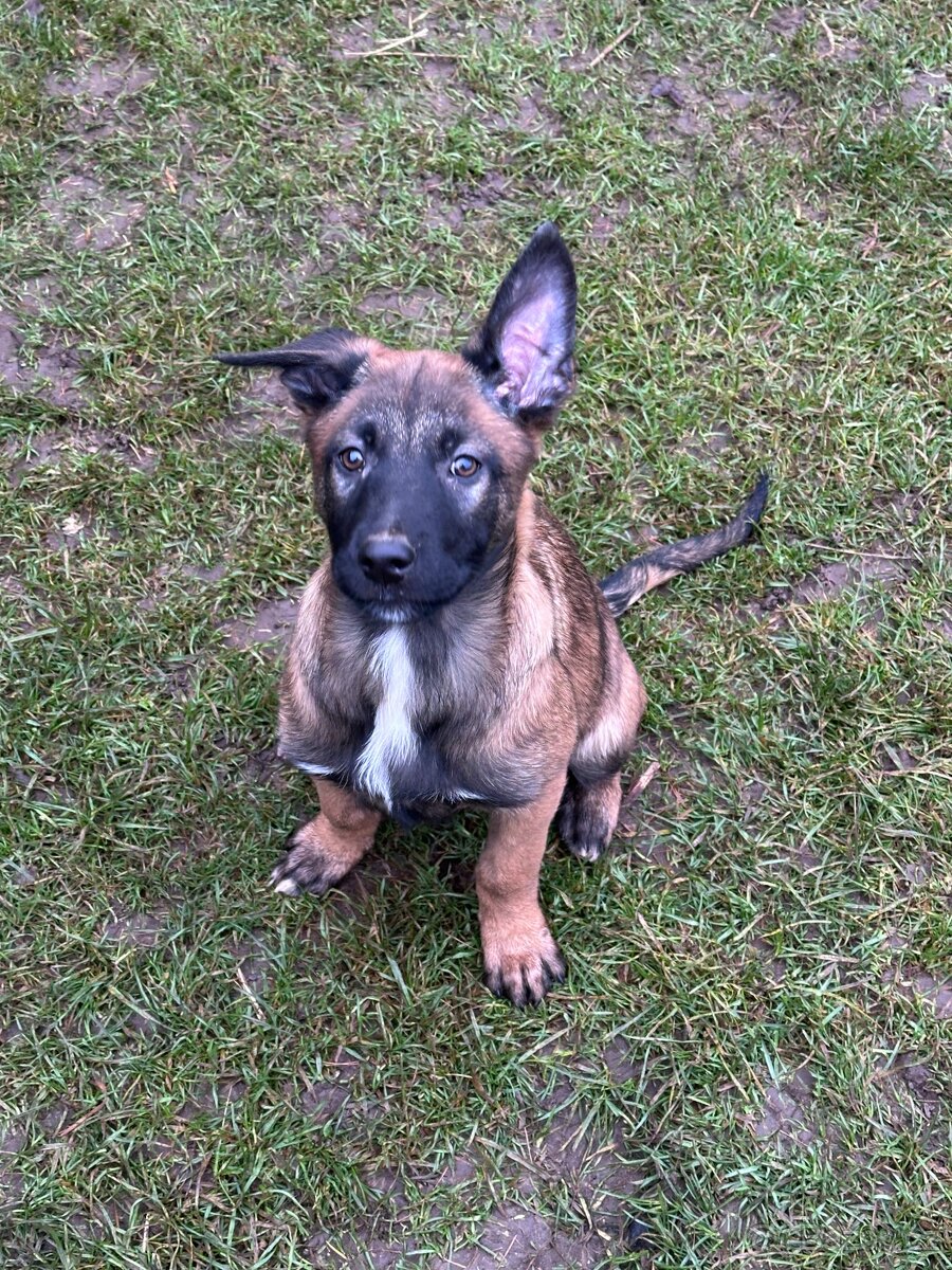 Belgický ovčák - malinois s PP