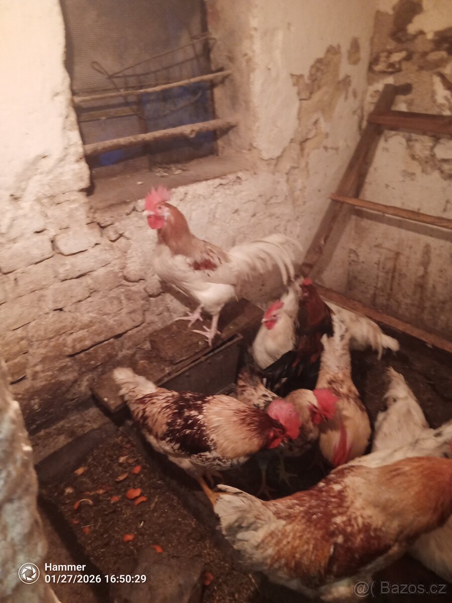 Kohouti dvorkovy mix