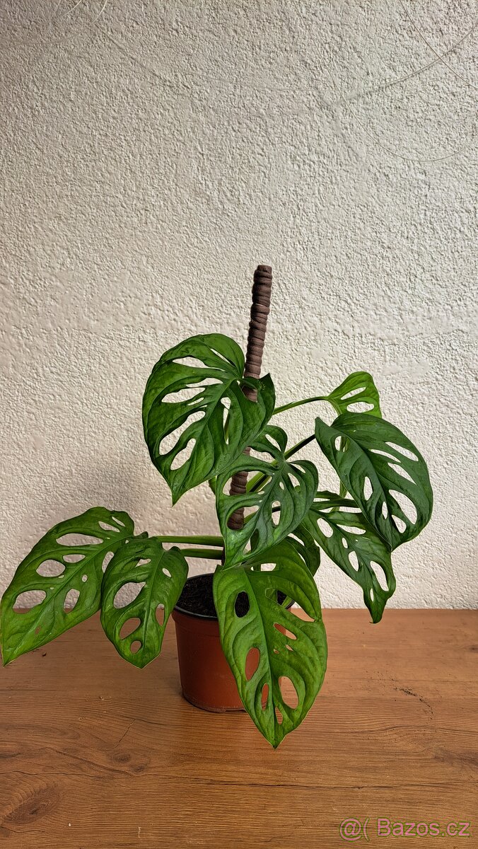 Pokojová rostlina monstera