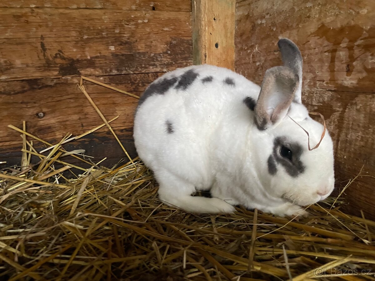 Králík- samec