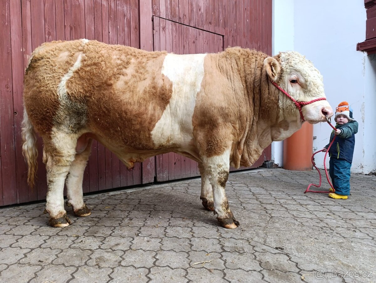 Plemenný býk Masný Simental