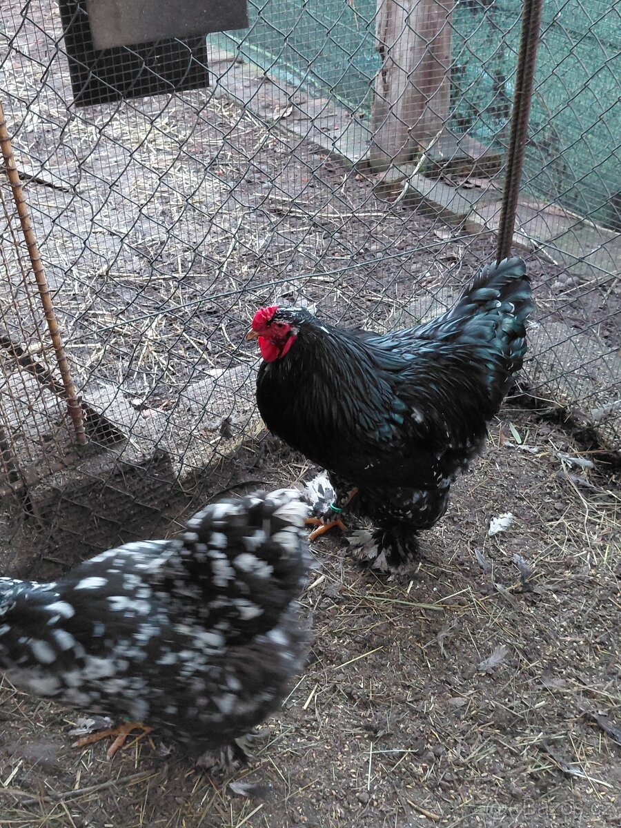 Kohout brahmanka mottled