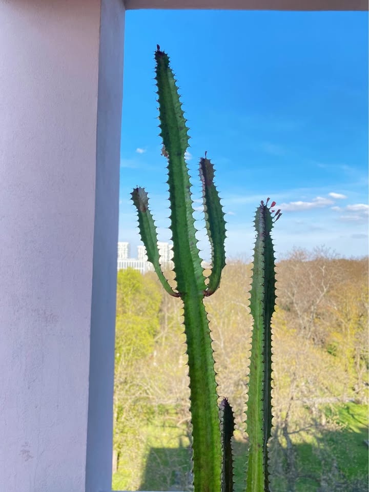 150 cm Pokojova rostlina Prysec trojuhly (trojhranny)