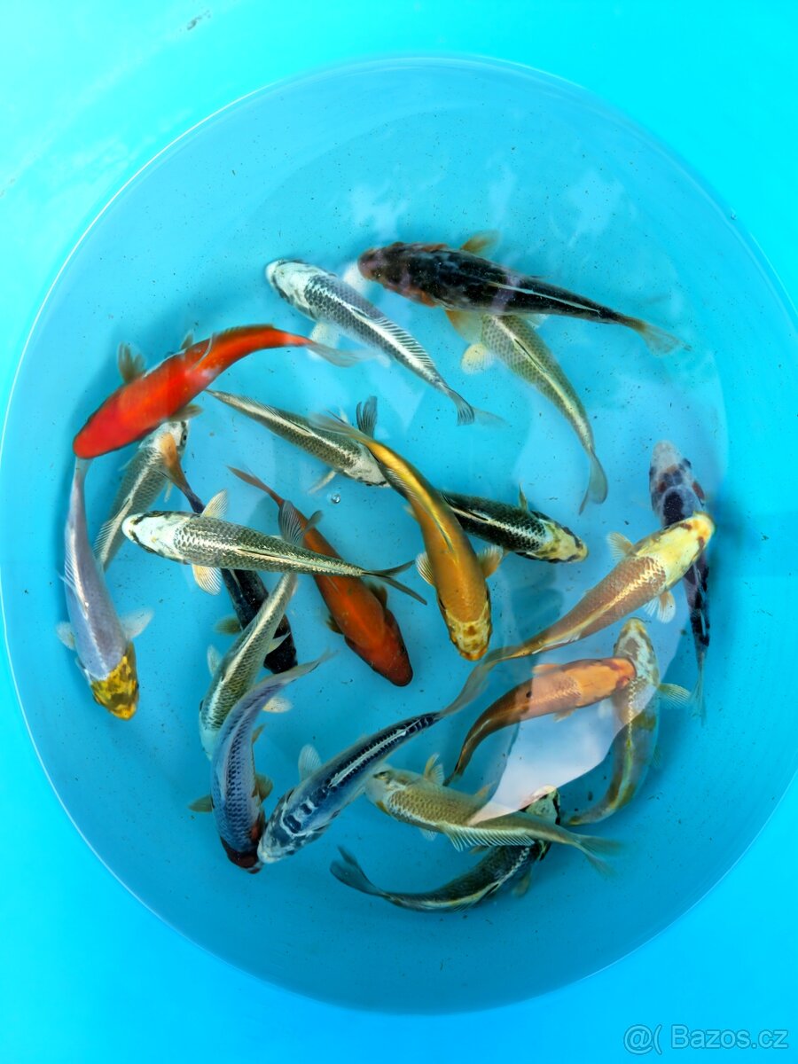 Koi kapr 15-20cm