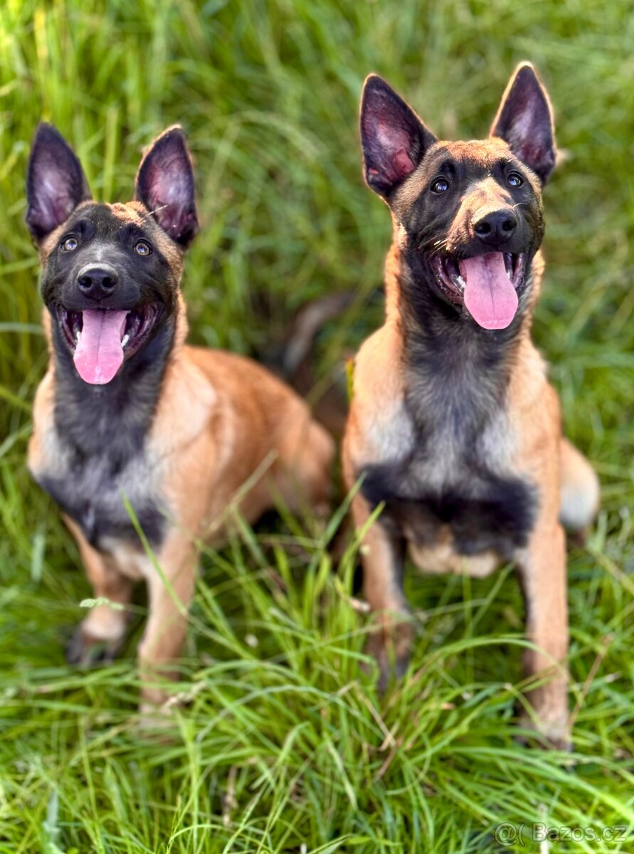 BELGICKÝ OVČÁK MALINOIS - ŠTĚŇATA S PP