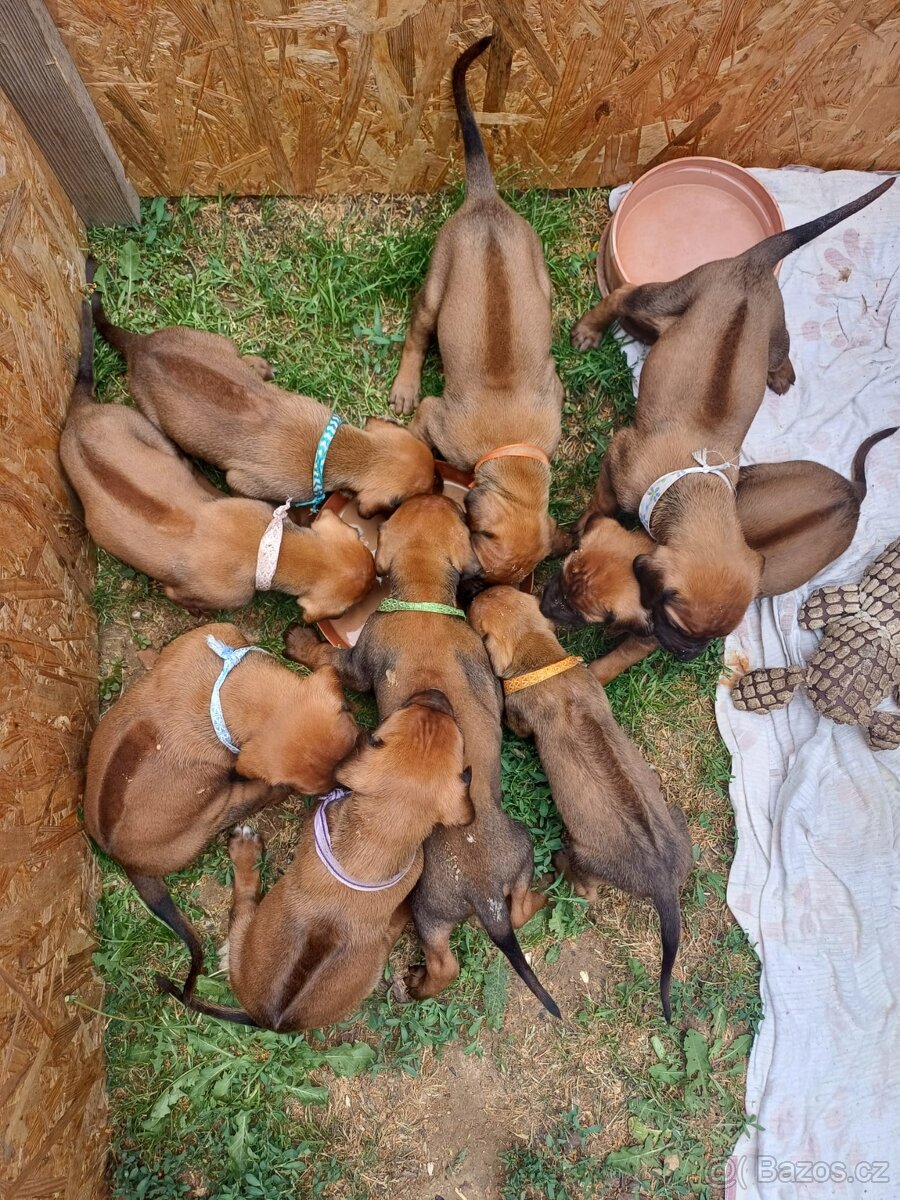 Rhodéský ridgeback