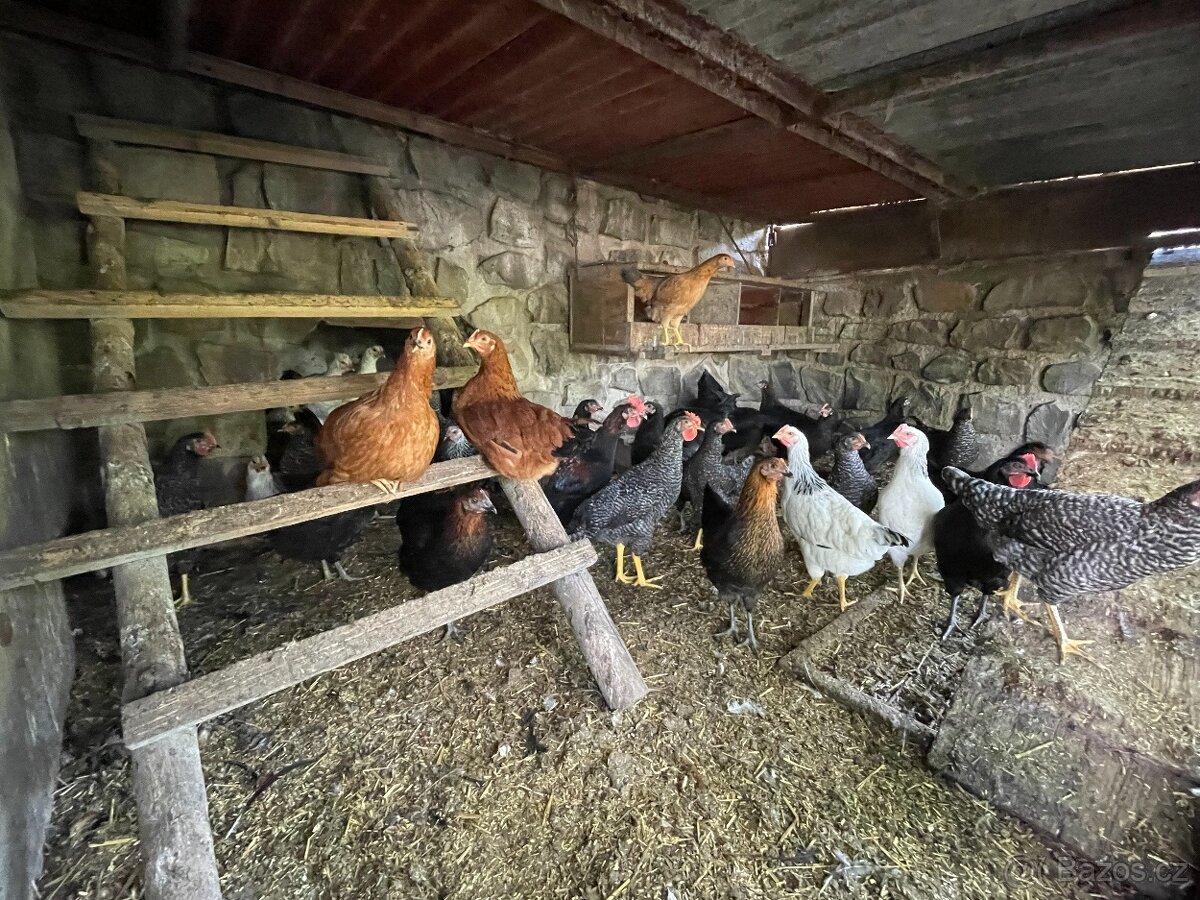 Prodám mladé slepice, slepice (kuřice) na prodej