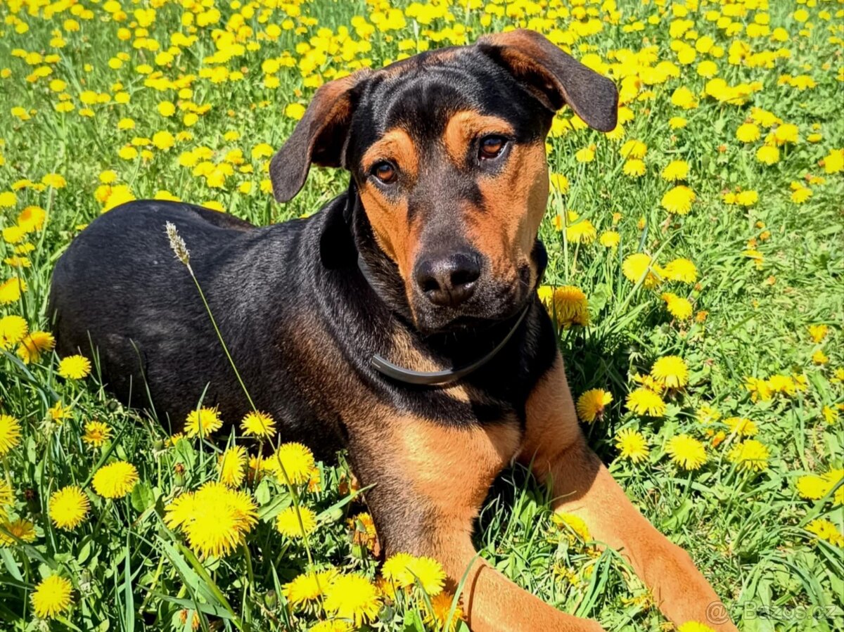 Kříženec rotvajlera a ovčáka (pes)