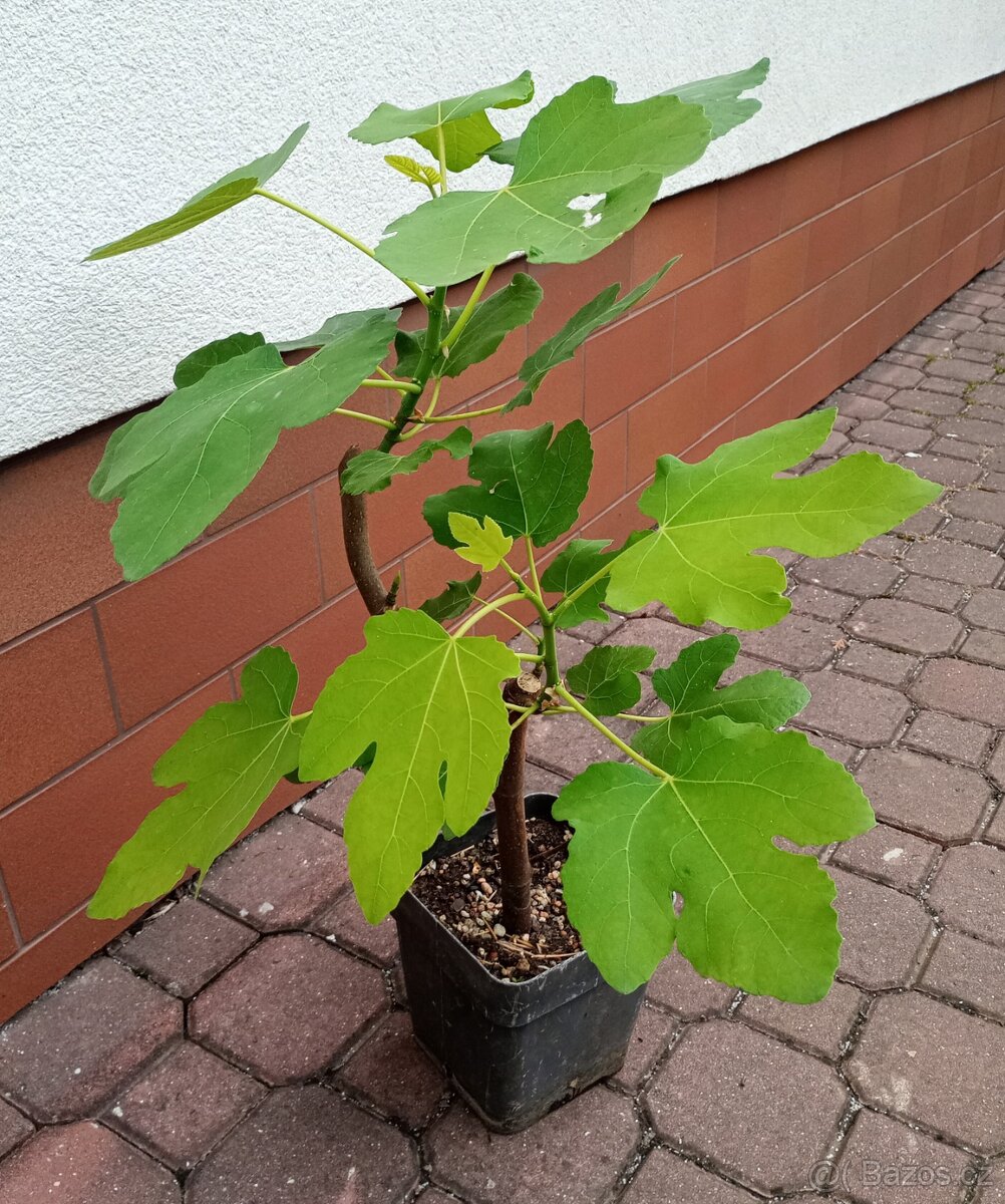 Fíkovník smokvoň (Ficus carica)