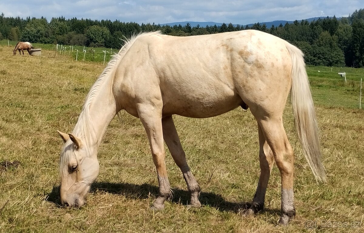 Mladý Palomino Appaloosa valášek