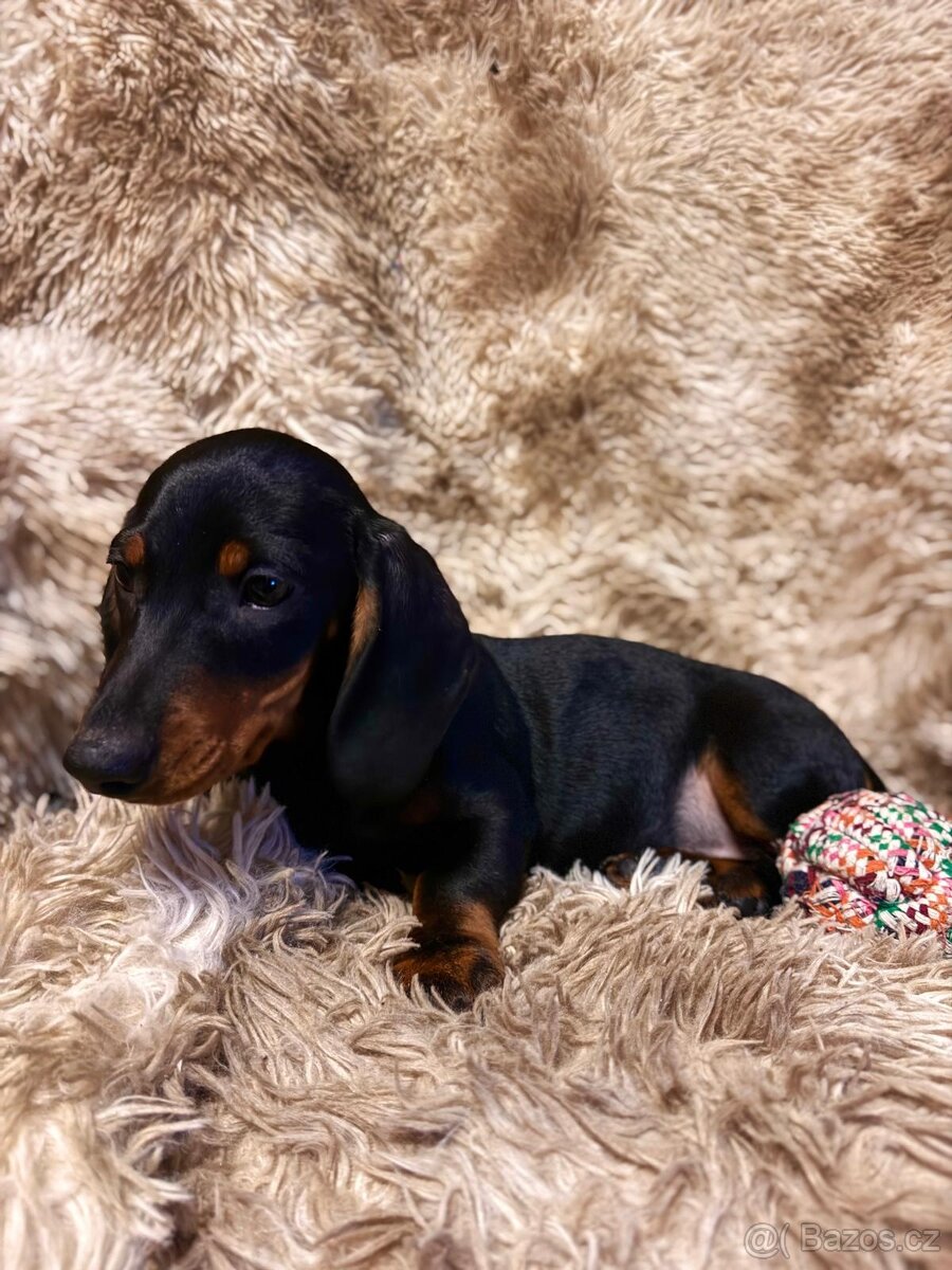 Jezevčík hladkosrstý trpasličí