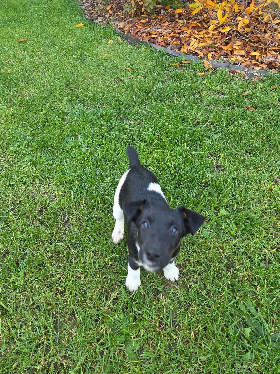 Prodám štěně hladkosrstého foxteriéra