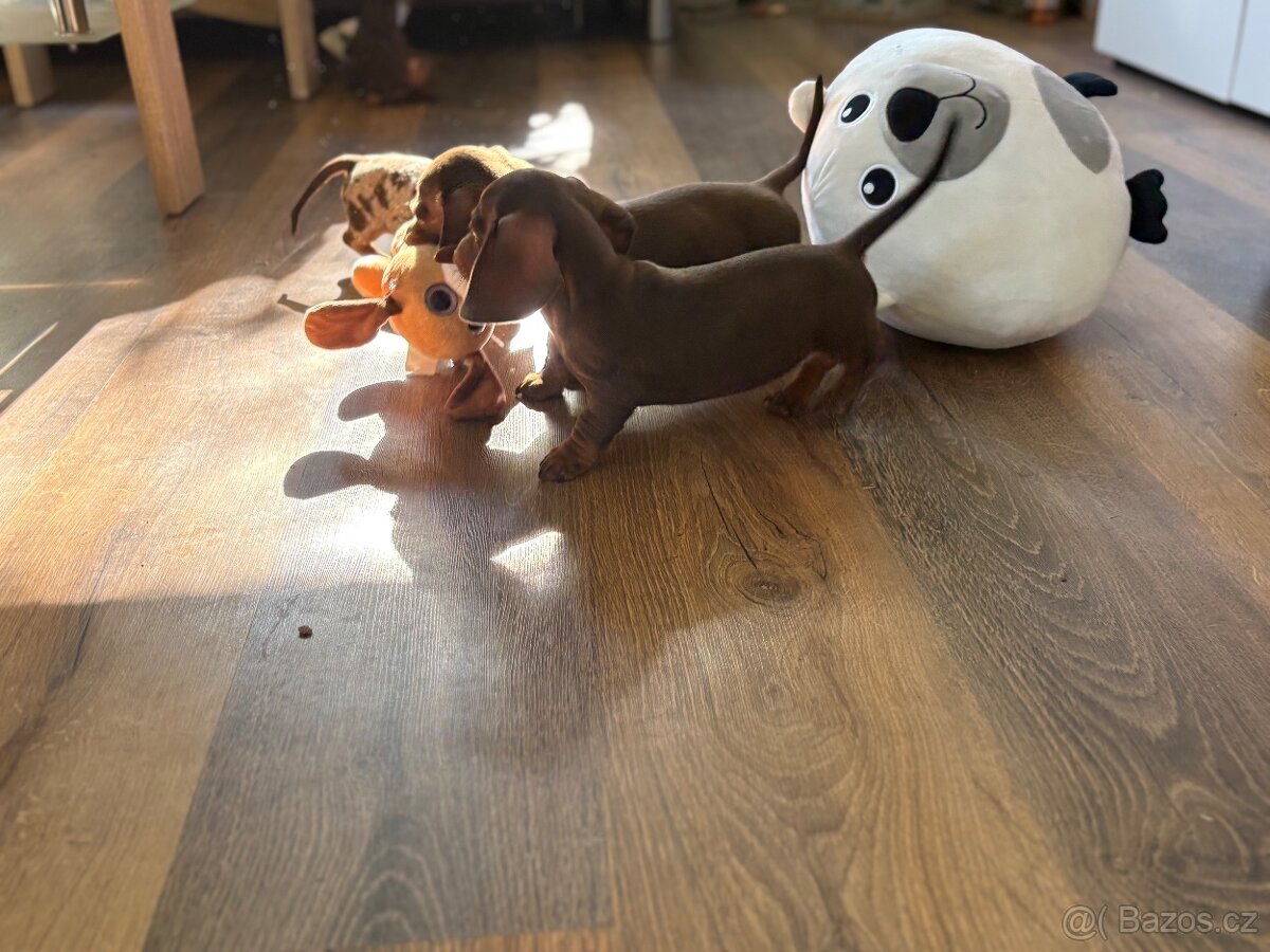 Trpasličí jezevčík štěňátka s PP