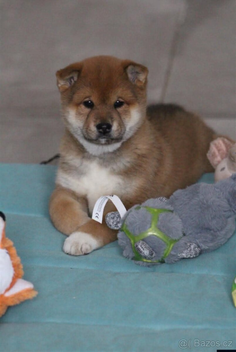 Shiba Inu s PP FCI