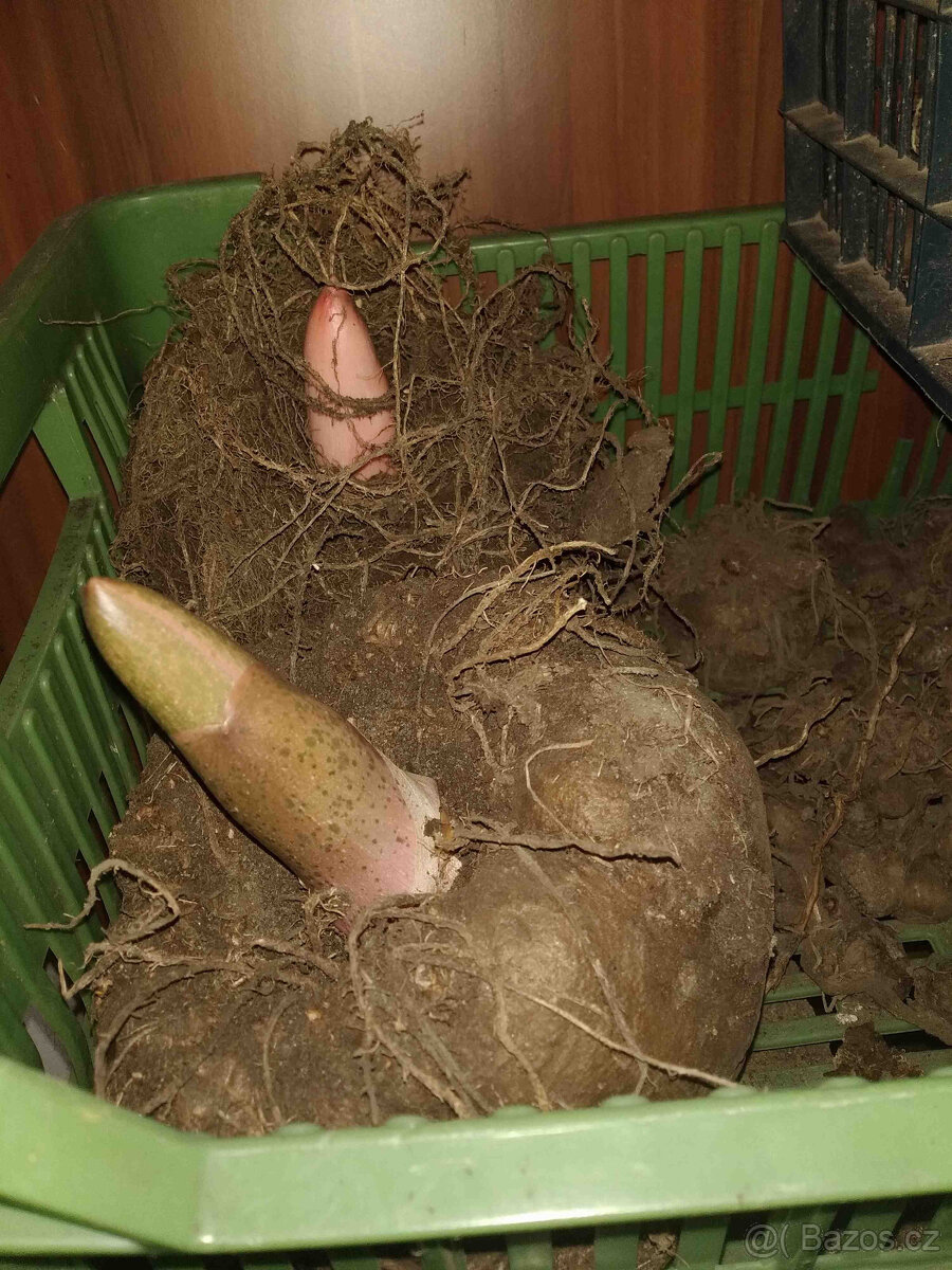 Zmijovec,už rašící kvetoucí hlíza, váha 2500gr