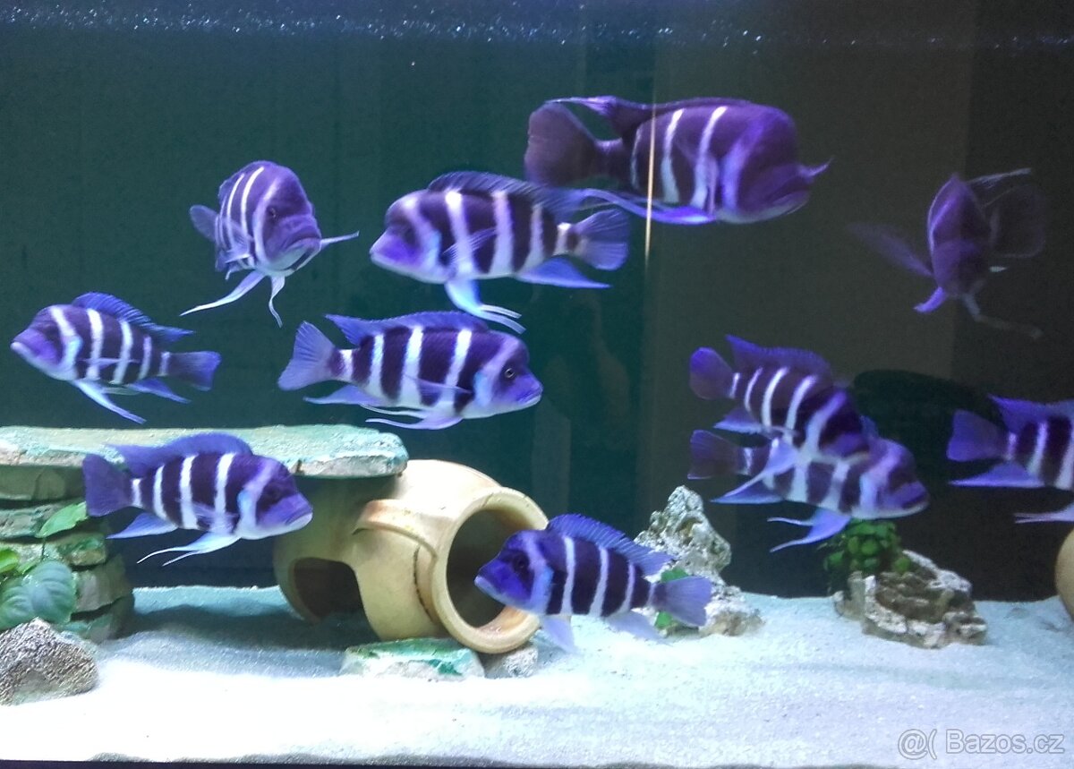 Tanganyika