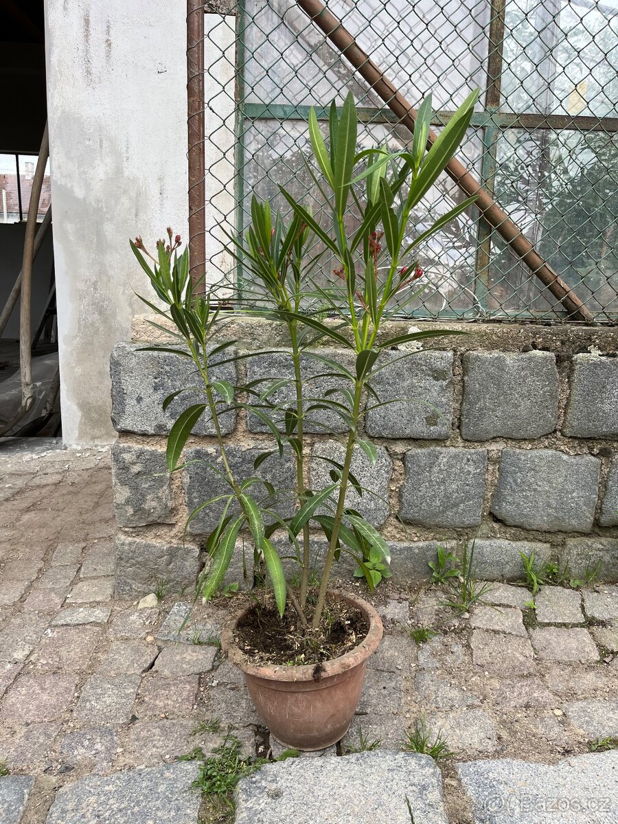 Oleander