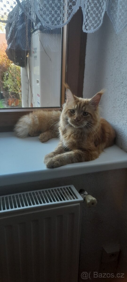Mainská mývalí