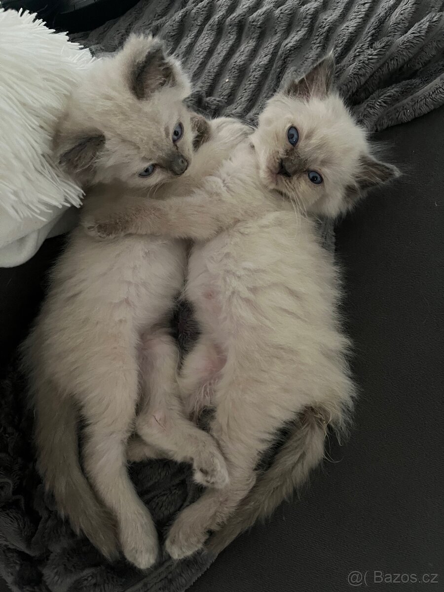 Ragdoll koťatka