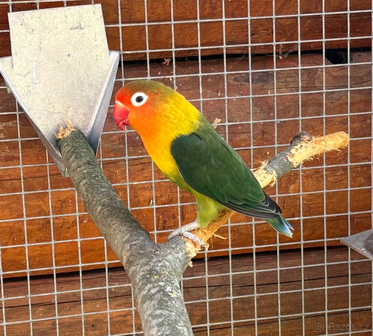 Agapornis fischeri