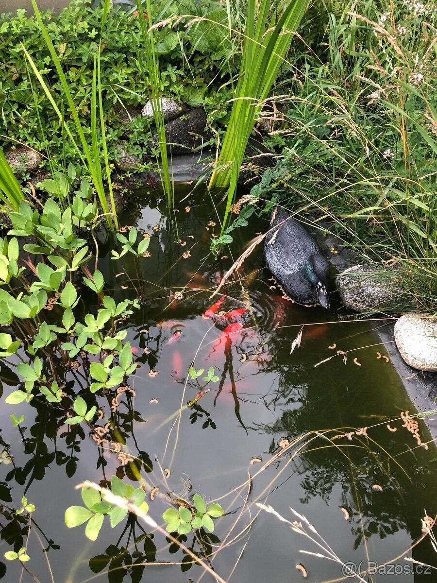 jezírkové rybičky - karasy