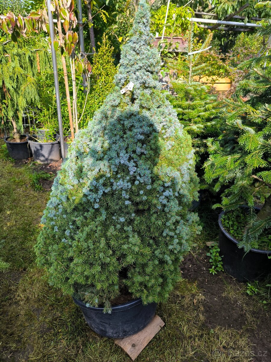 Smrk konicky. Picea glauca conica