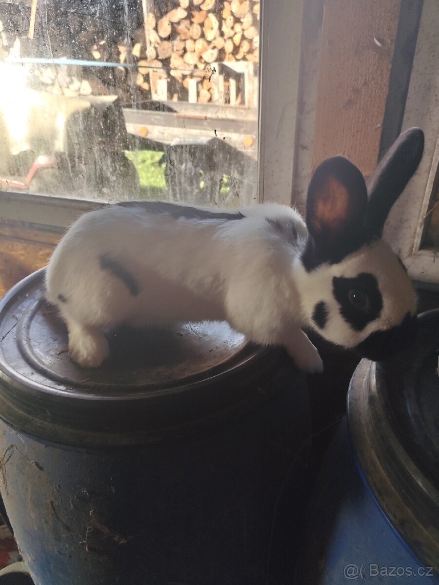 Králíci na chov nebo na maso