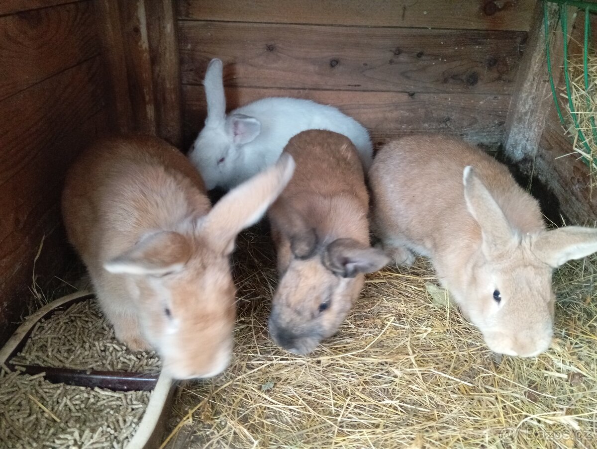 Králici na dokrmení/do chovu