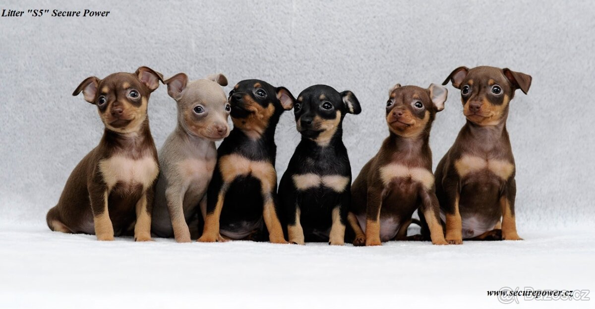 Pražský krysařík s PP