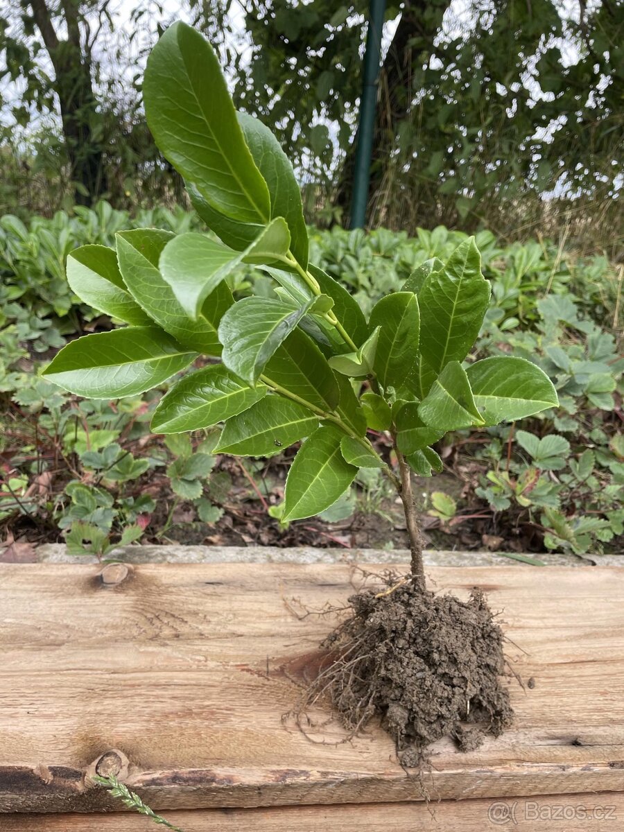 Bobkovišen.,bobkovišně, novita, okrasnej plot, dvouletá