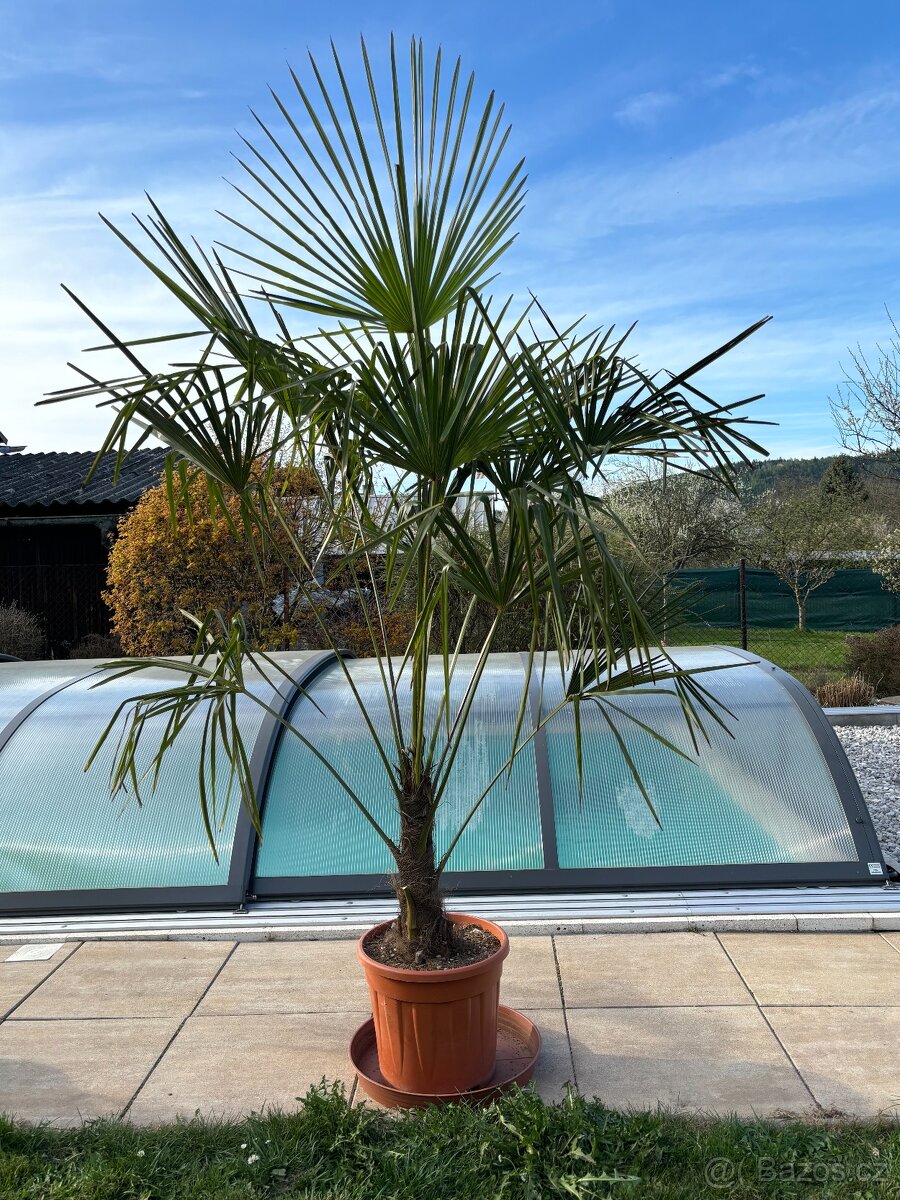 Palma konopná 210cm
