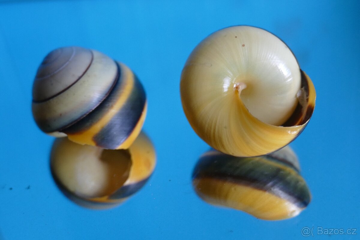 Asperitas trochus f.badjavensis