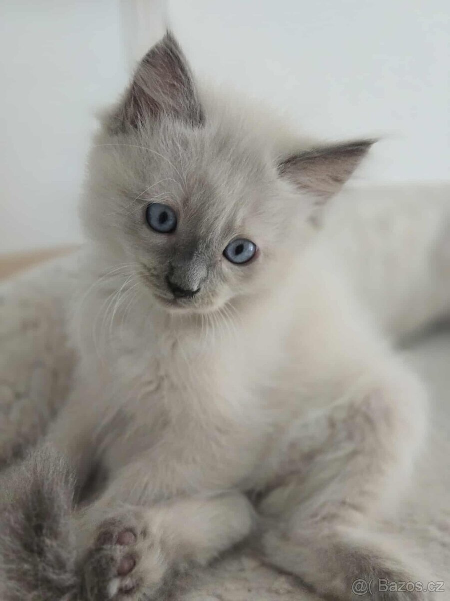 Ragdoll koťatka