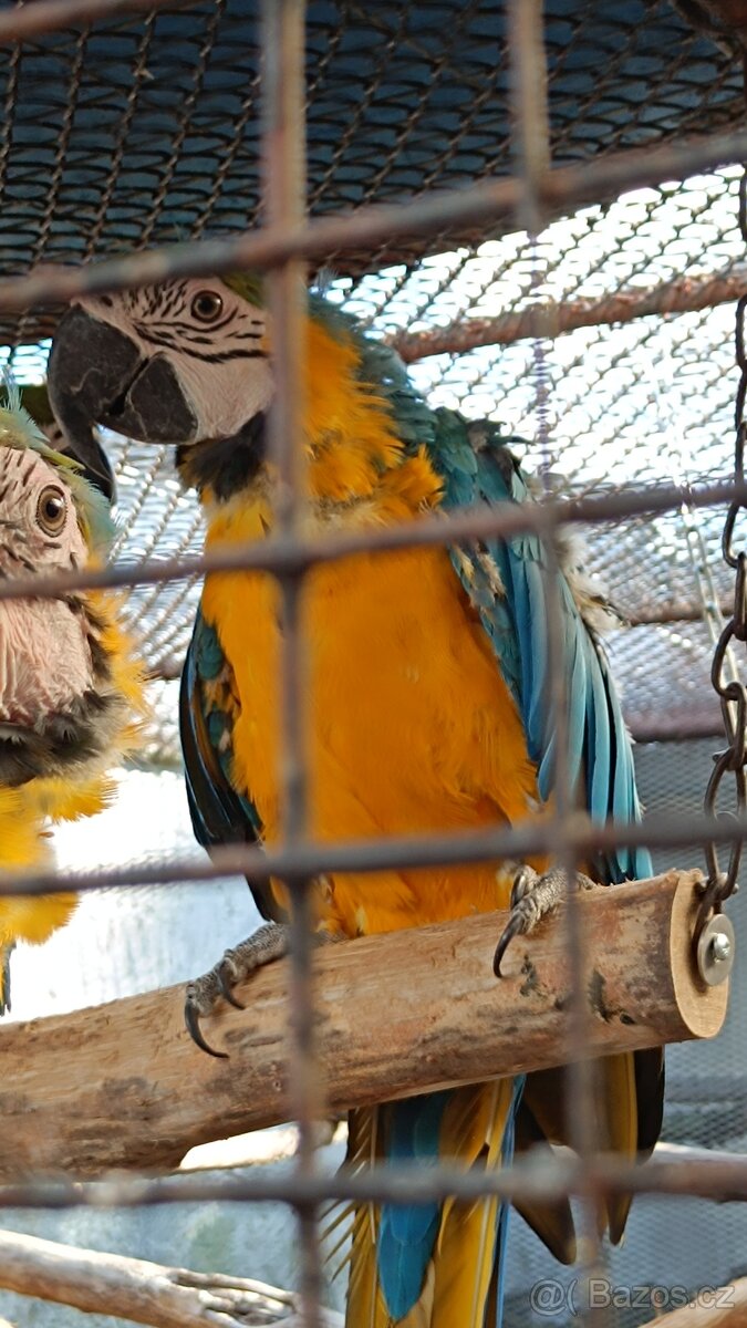Ara Ararauna