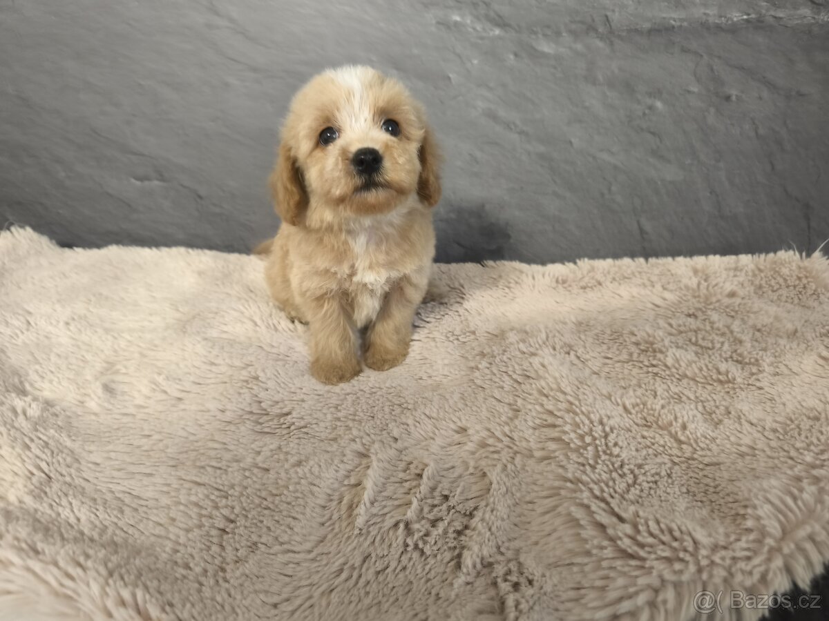 Maltipoo štěňátka k prodeji kluci