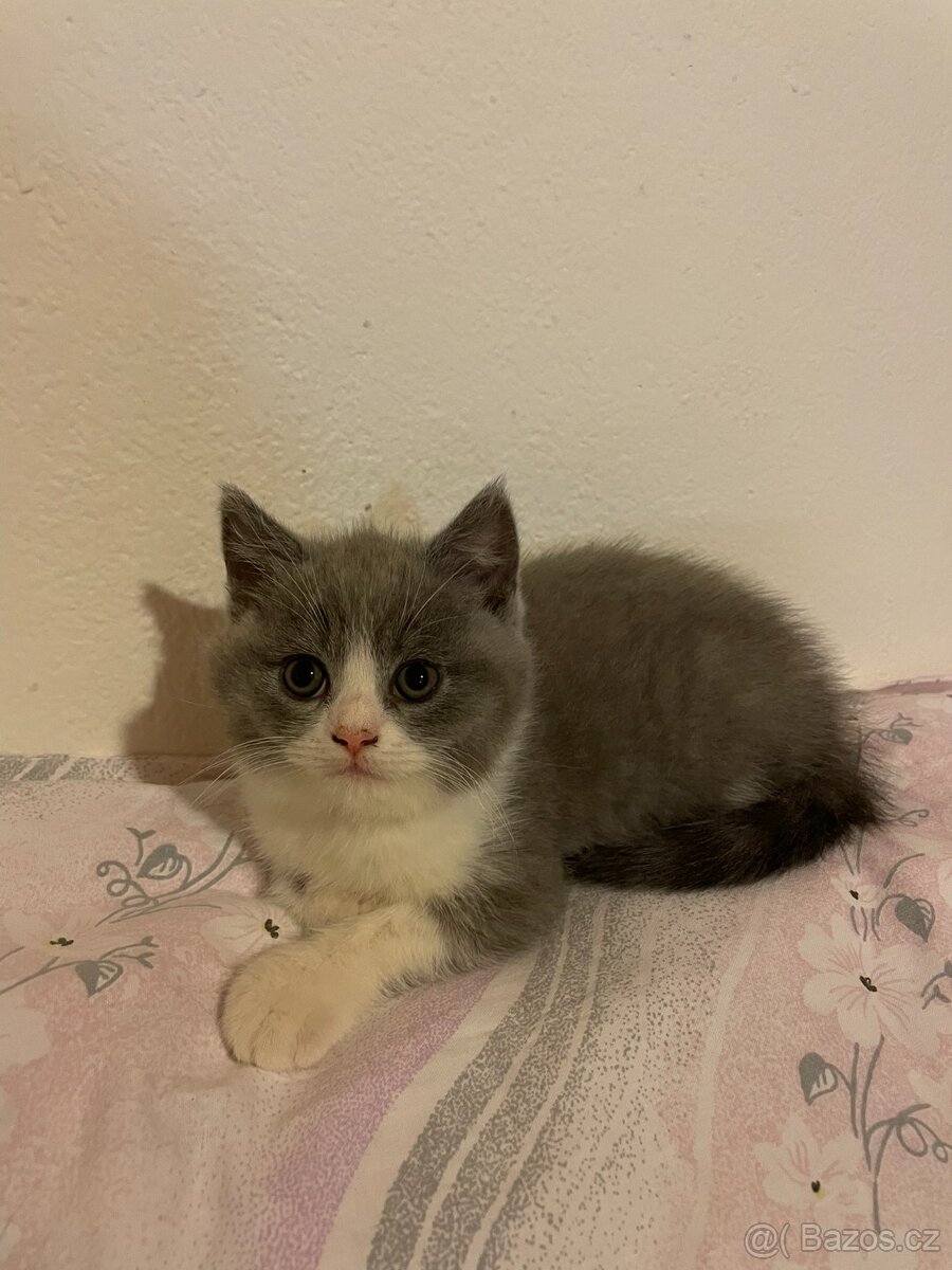 Prodám britská koťátka (bez PP) po papírových rodičích