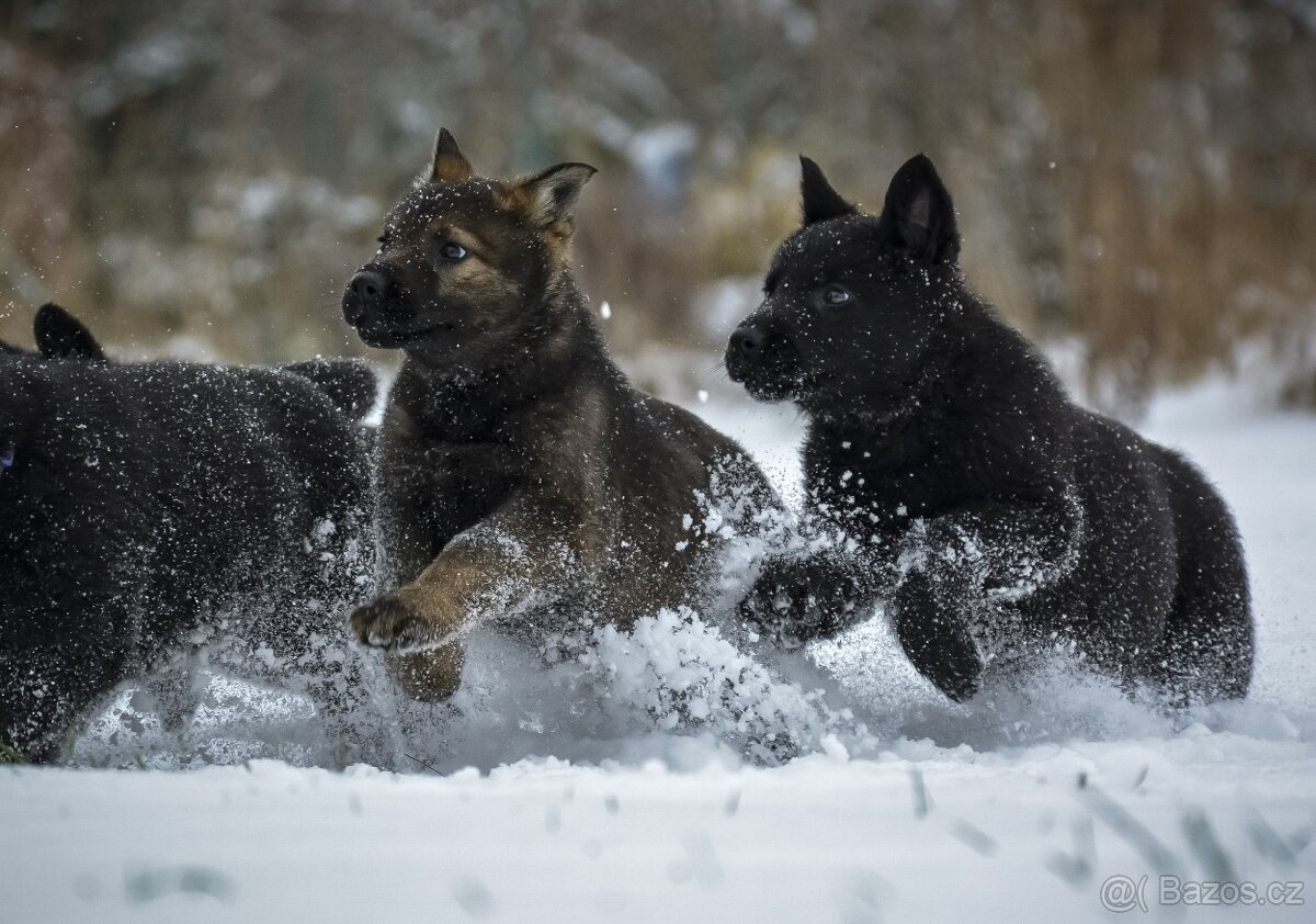 Německý ovčák sytě vlkošedý k odběru s PP