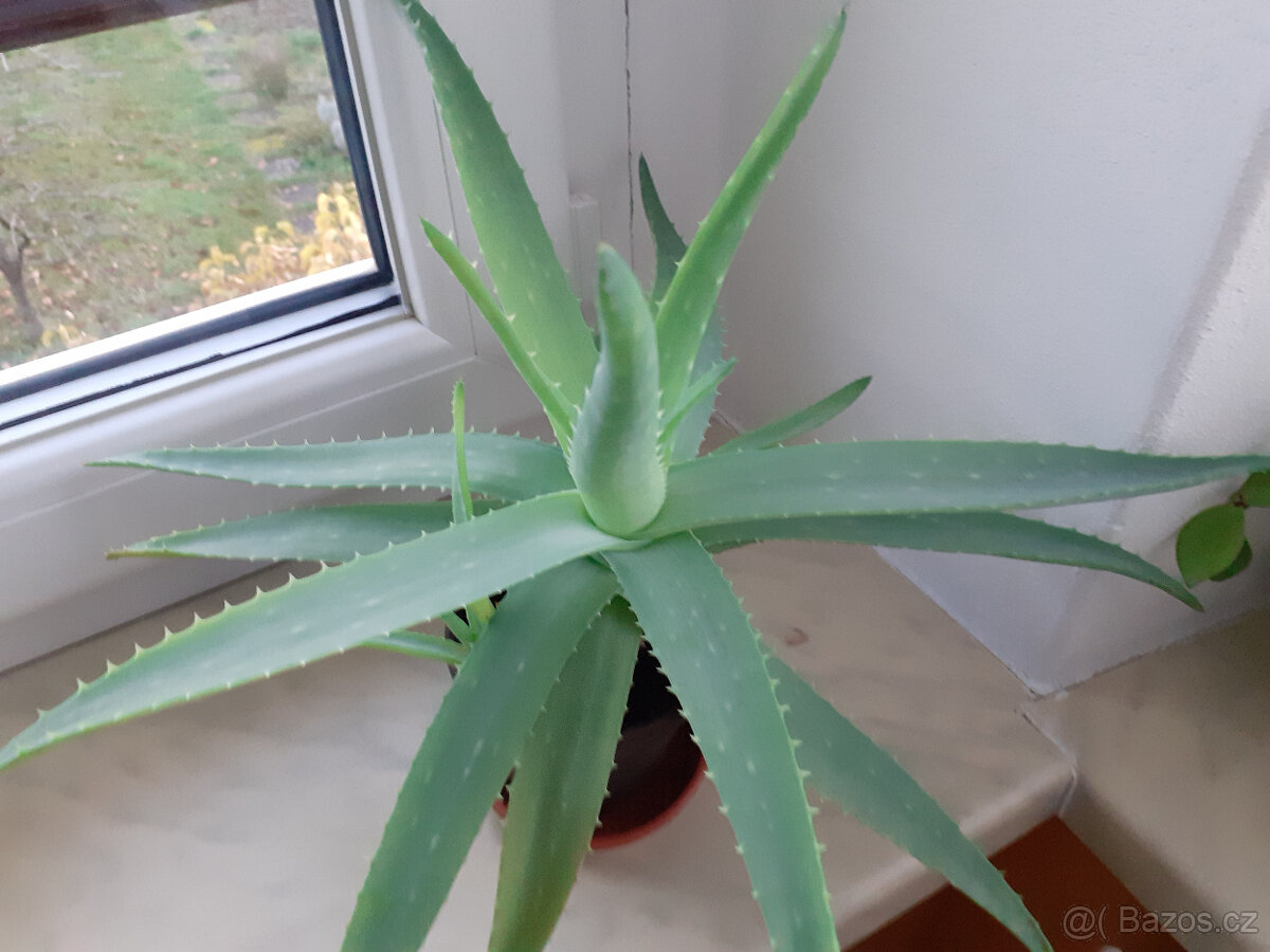 Prodám Aloe