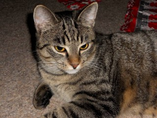 KOCOUREK KOTE.DO SPRAVNYCH RUKOU A DOMOVA