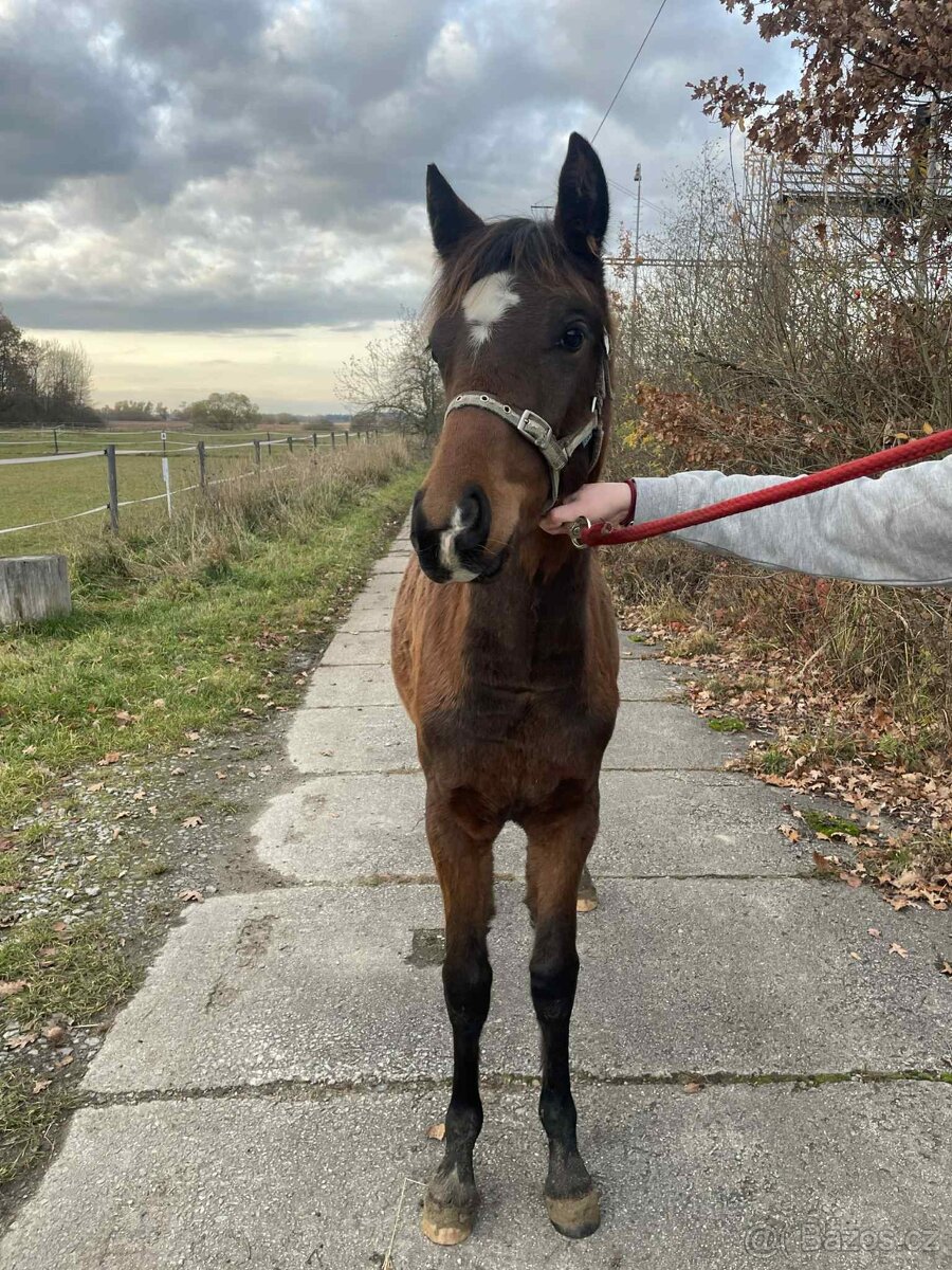 Klisna -Welsh part bred