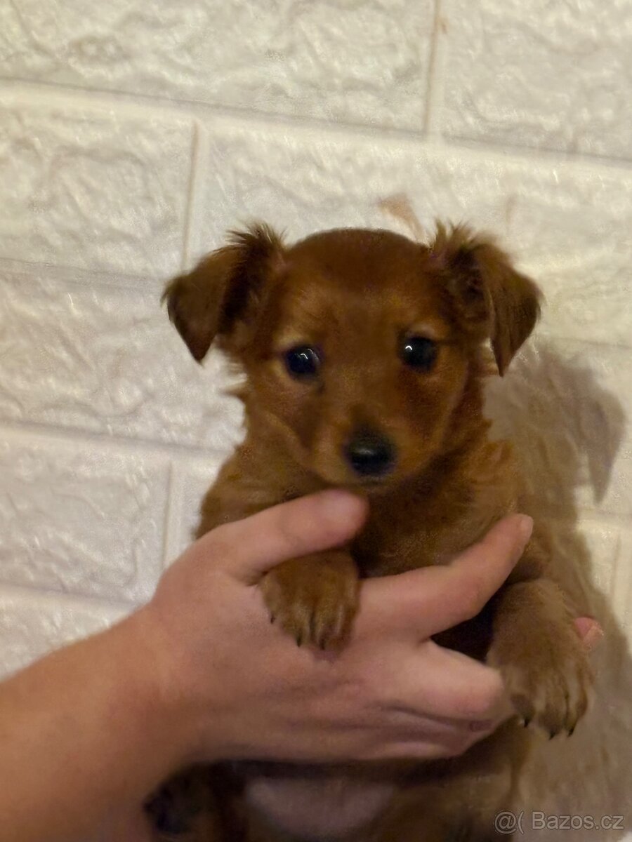 Jezevčík dlouhosrstý standard