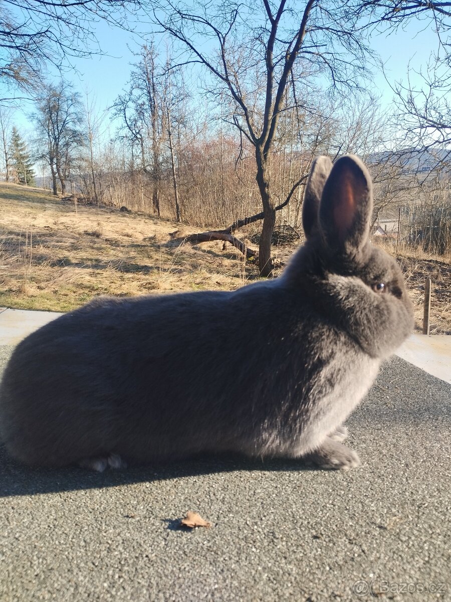 Vídeňský modrý a vídeňský černý