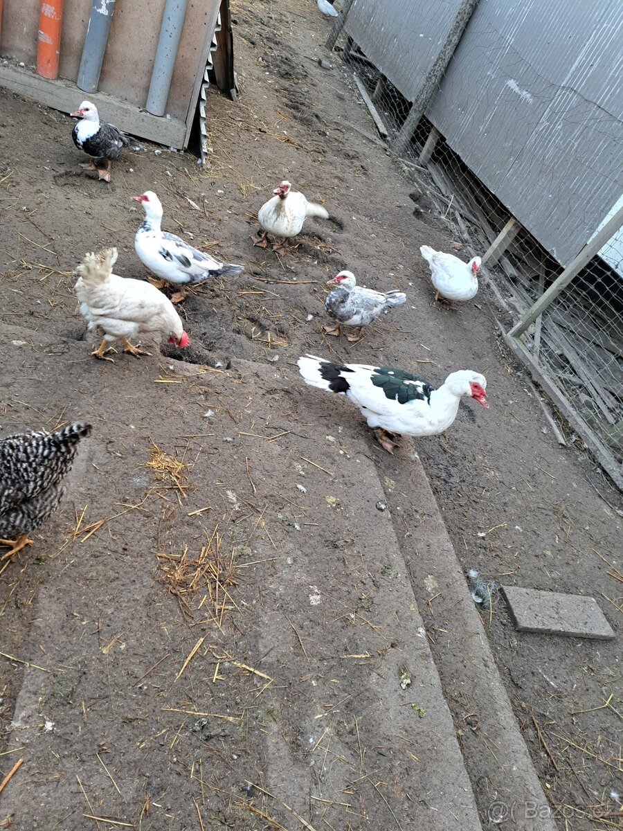 Kachny