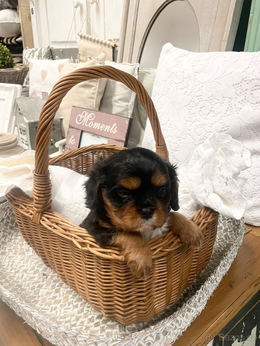Kavalír King Charles Španěl